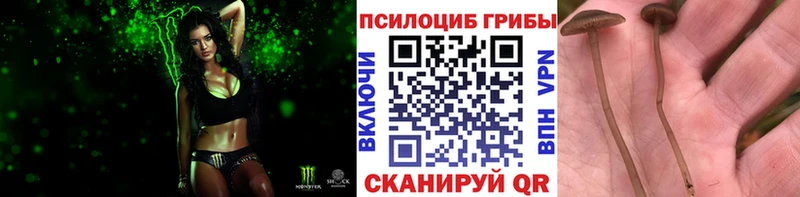 Купить  Константиновск  Галлюциногенные грибы прущие грибы 